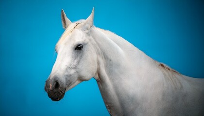 white horse on a blue background