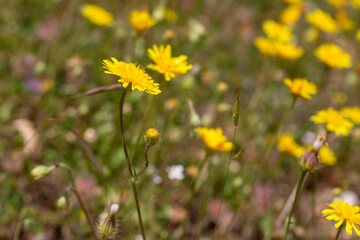 Hypochaeris radicata -Hypochoeris radicata– also known as catsear, flatweed, cat's-ear, hairy...