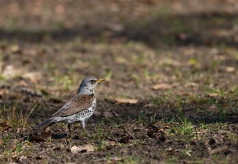 Fototapeta premium fieldfare 
