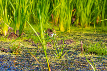 White aquatic flower growing in a shallow swamp with green algae and tall grasses. Natural wetland...