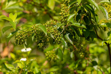 Close-up of green berries forming on a dogwood shrub (Cornus sanguinea) in summer. The clusters of unripe fruits are surrounded by glossy green leaves under sunlight.