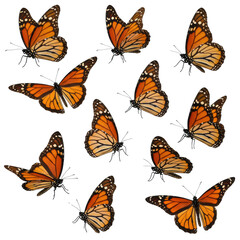 Multiple monarch butterflies with vibrant orange and black wings, detailed scales, and black bodies, in fluttering motion, isolated on a pristine transparent studio background with no shadows, concept
