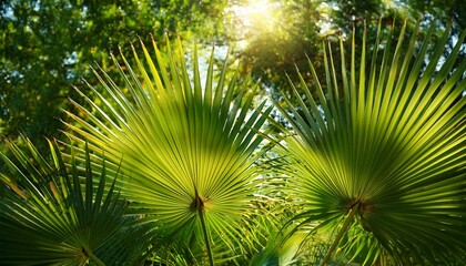 sway of palm leaves transports one senses to a realm of tranquility and enchantment embodying allure of far flung paradises and captivating essence of nature sanctuary