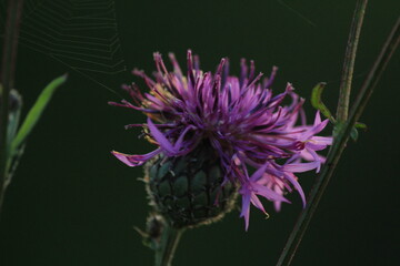 bee on thistle