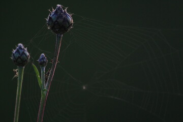 beautiful flowers in a spider web