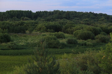 overgrown lake on a summer day