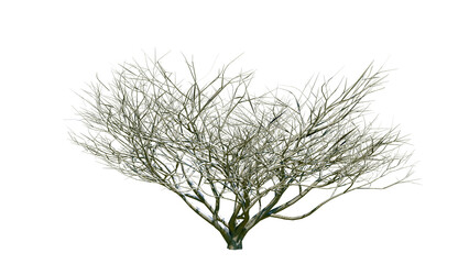 Aesculus californica, commonly known as the California buckeye or California horse chestnut, Isolated tree on a transparent background. Winter season.