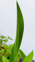 Obraz premium garden with green leaf, vibrant. White tone