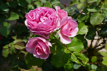 pink rose in garden