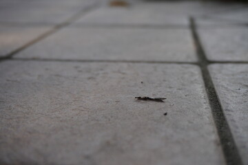 ant on the road