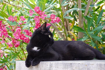 black cat with flower