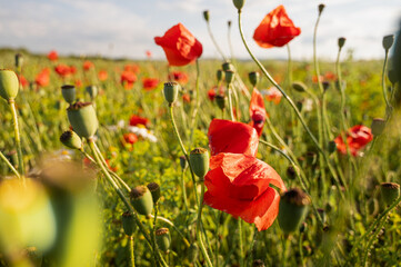 Idyllic summer landscape of a countryside field with blooming red poppies. Scenic nature and...