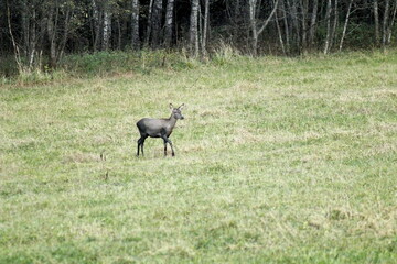 Deers in the field during the rutting season in the autumn. Unique image of animals in their natural habitat