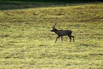 Deers in the field during the rutting season in the autumn. Unique image of animals in their natural habitat