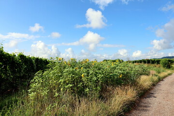 Wanderweg in den Weinbergen in Eichstetten am Kaiserstuhl