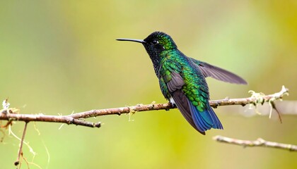 Obraz premium Vibrant hummingbird perched on branch, soft background