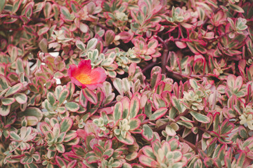 A single flower is in the middle of a bunch of flowers
