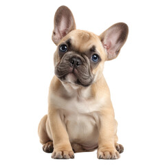 Fototapeta premium A Cute French Bulldog puppy sitting and looking at the camera with an innocent expression. It has soft fur and endearing blue eyes.