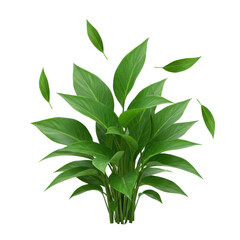 Fototapeta premium Lush cluster of emerald green leaves, fresh, healthy, detailed, gently blowing in a breeze, isolated against a transparent studio background with shadowless illumination, hyper-detailed commercial