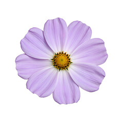 Stunning pale lavender cosmos flower isolated on a white background capturing elegance and beauty in nature