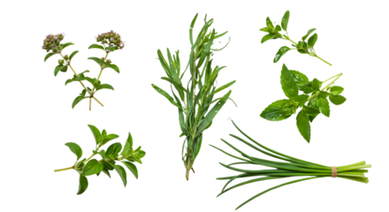 A vibrant arrangement of fresh herbs including thyme, tarragon, and basil, ideal for culinary use in a kitchen setting