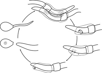 Coloring page with life cycle of earthworm from juvenile earthworm hatching from cocoon to copulation of two adult worms for biology lessons