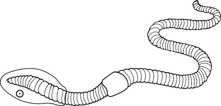 black and white worm crawling clip art preview