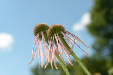 two Echinacea pallida flowers, also known as the Pale Purple Coneflower