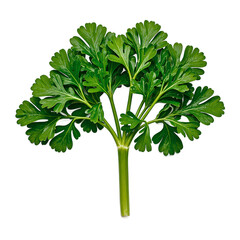 Fresh flat parsley bunch vibrant green leaves centered and isolated on white Perfect for culinary health or botanical concepts