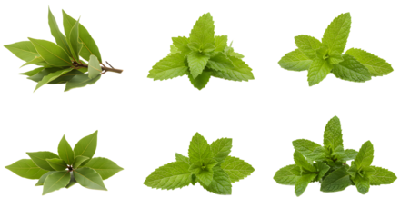 A vibrant collection of fresh mint leaves arranged artistically, showcasing their rich green color and texture against a white background