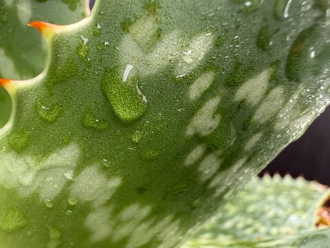 Macro photo of fresh aloe vera with water droplets and spiked green texture. Ideal for skincare, cosmetics, or herbal medicine themes.