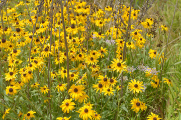 Obraz premium field of mainly rudbeckia flowers with yellow petals and brown cones in summer