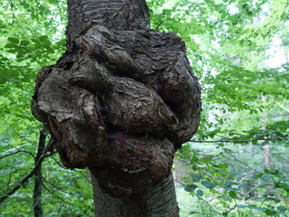 Tree bead-bulge.  Despite its growth anomaly, it's a cherished material in woodworking and carving,...