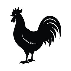 rooster isolated on white background