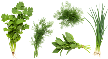 Fresh assortment of green herbs including cilantro, dill, green onions, and wild garlic arranged for culinary use in a kitchen setting