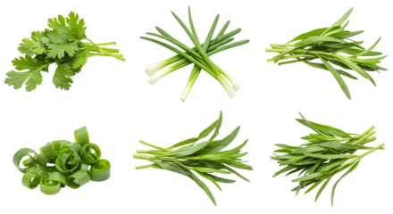 Fresh green herbs including cilantro and various types of scallions arranged neatly on a white background, ideal for culinary use
