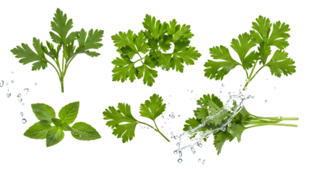 Fresh green herbs including parsley and basil with water droplets, ideal for culinary or gardening themes