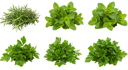 Obraz premium Fresh herbs assortment featuring rosemary, mint, and parsley, arranged beautifully on a white background for culinary use