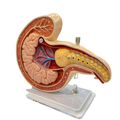 Pancreas Anatomy Model: Detailed Medical Illustration for Education