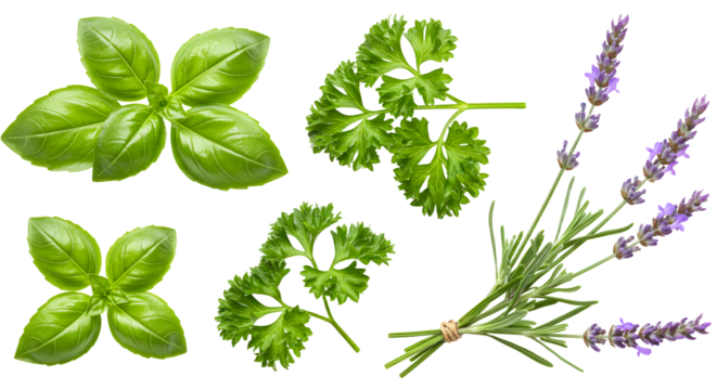 Fresh herbs including basil and parsley arranged artistically with lavender, ideal for culinary or wellness themes
