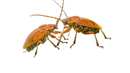 Two Brown Beetles Interacting on a Transparent Backdrop, Perfect for Educational Use