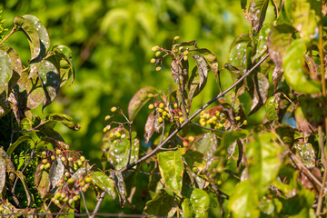 Close-up of wild plant branches with clusters of small green and ripening berries among spotted...