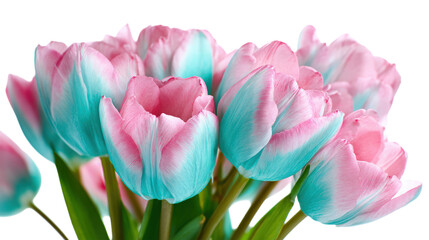 Fototapeta premium Vibrant Bouquet of Blue and Pink Tulips on Transparent Background for Creative Projects