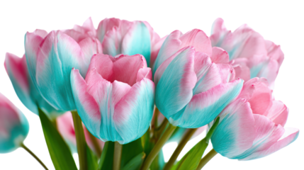 Vibrant Bouquet of Blue and Pink Tulips on Transparent Background for Creative Projects