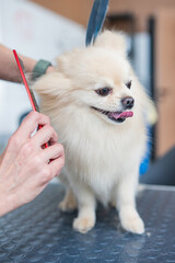 A Pomeranian is combed in a grooming salon.
