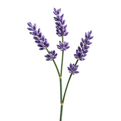 Fresh lavender sprigs with delicate purple buds beautifully displayed on a clean white background Aromatic and tranquil image
