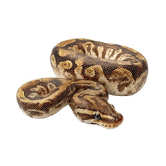 Obraz premium A captivating image of a Ball Python snake. The snake has beautiful patterns on its skin, its eyes are fixed towards a point, and it's coiled gracefully