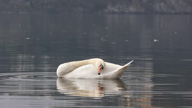 Swan Grooming on Lake Como Waters