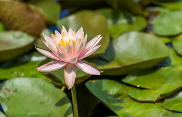  Water Lilies (Nymphaeaceae) blooming in the Sunken Gardens, Lincoln, Nebraska