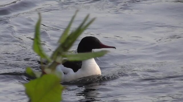 Male Goosander (Mergus merganser), also known as Common Merganser, Swimming on a River